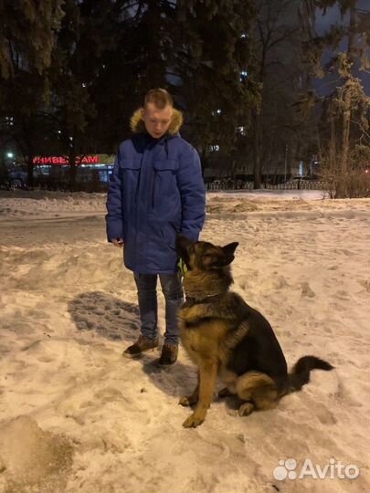 Кинолог (дрессировка собак), коррекция поведения