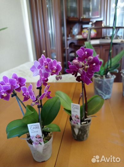 Орхидея фаленопсис мини 2-3 цветоноса