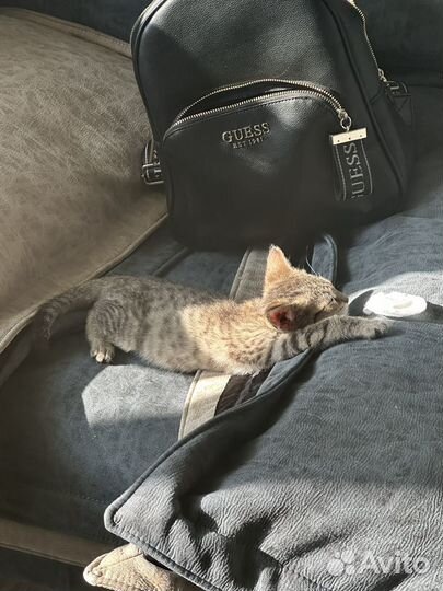 Котенок в добрые руки