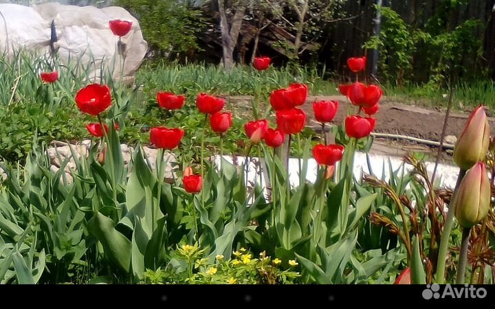 Луковицы ранних тюльпанов