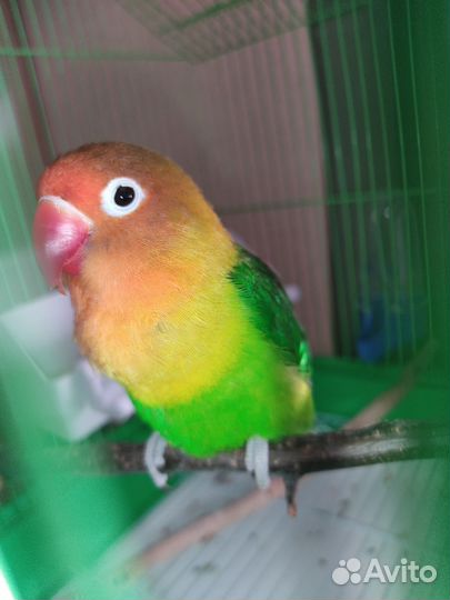 Попугай неразлучник с клеткой
