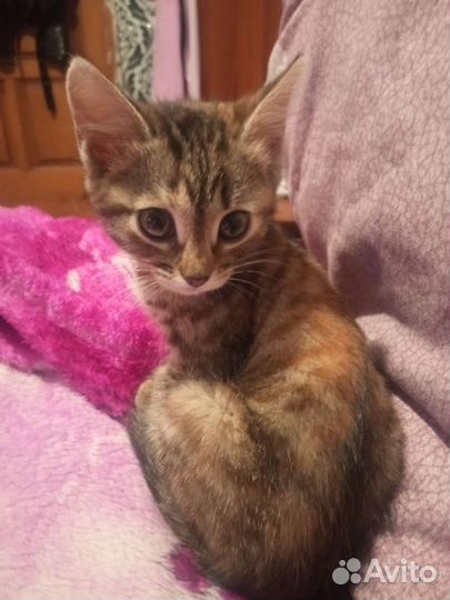 Кошка в дар