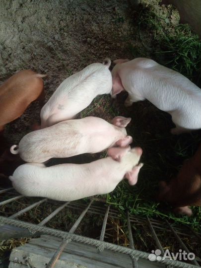 Поросята дюрок-ландрас