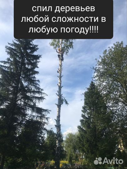 Спил, обрезка, вывоз корчевание удаление деревьев