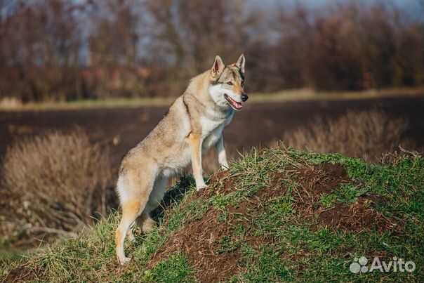 Волки для фотосессий, видеоклипов, фильмов