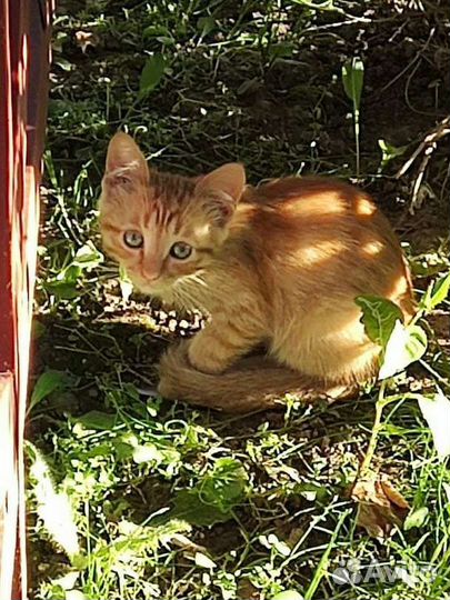 Отдам котят: двух серых и двух рыжих