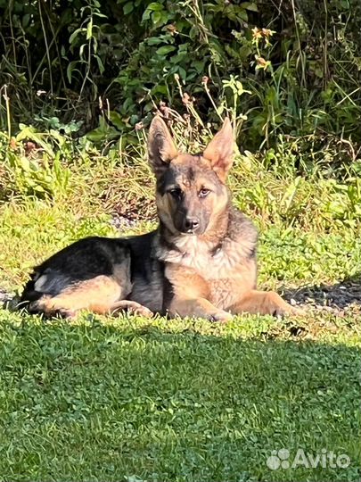 Щенки-подкидыши Бони (д.) и Дозор (м.) - 6/7 месяц