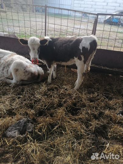 Бычки и тёлки