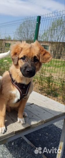 Щенок мальчик