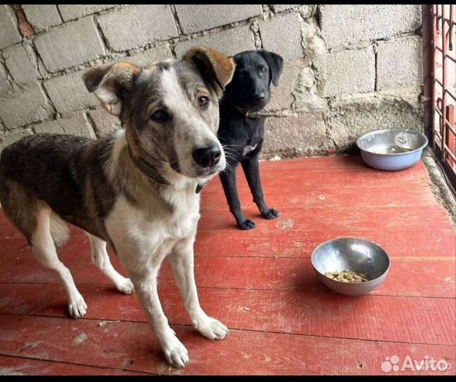 Собаки бесплатно в добрые руки