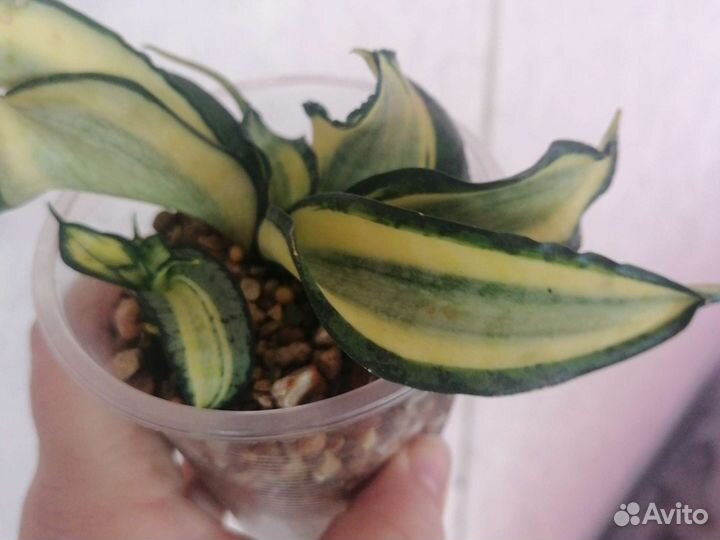 Венди сансевиерия