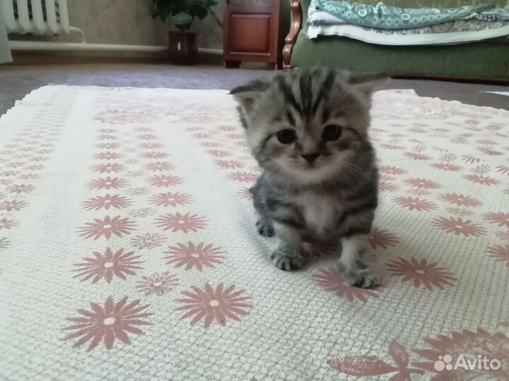 Британский котик