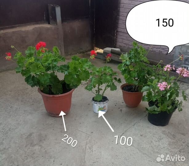 Комнатные домашние растения