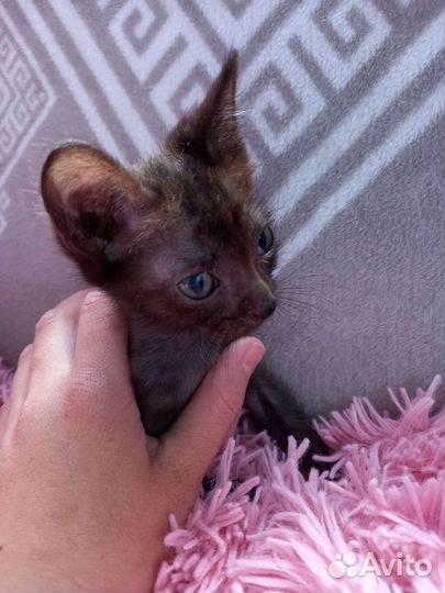 Котёнок мальчик 1 месяц