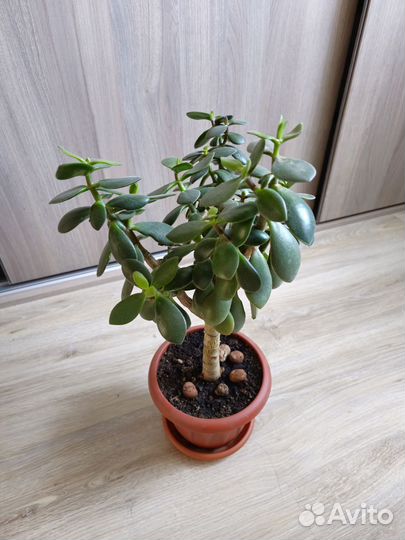 Толстянка Денежное дерево