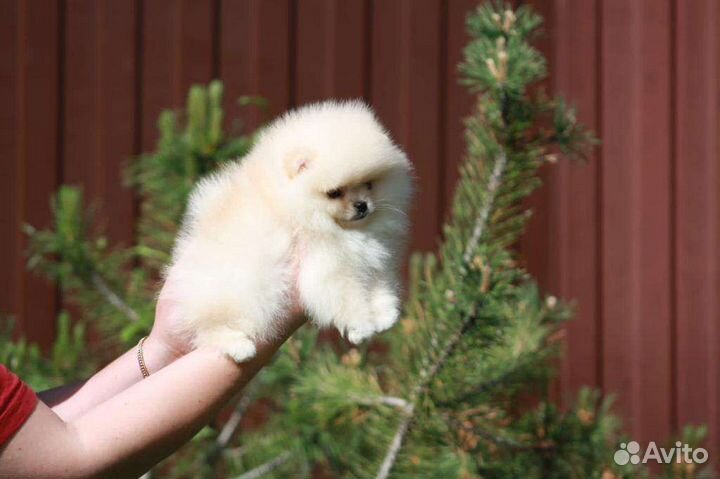 Померанский шпиц