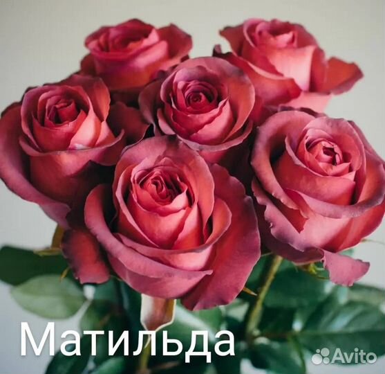 Саженцы роз