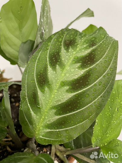 Черная маранта Усы кота, Cat moustache