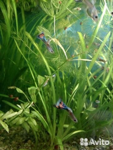 Валлиснерия