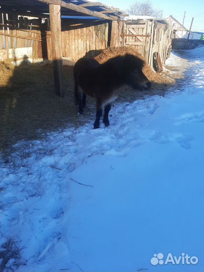 Продам пони