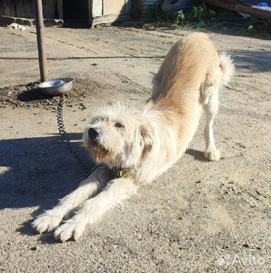 Большой и красивый кобель- бородач