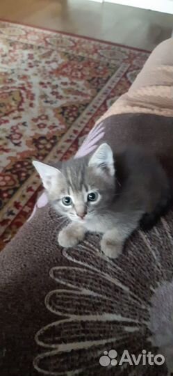 Шотландская