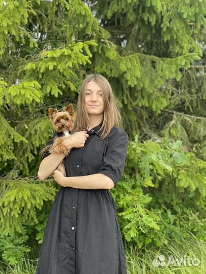 Пудель-модель на азиатскую стрижку