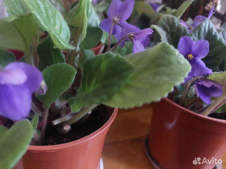 Фиалка в горшках