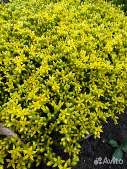 Многолетние цветы