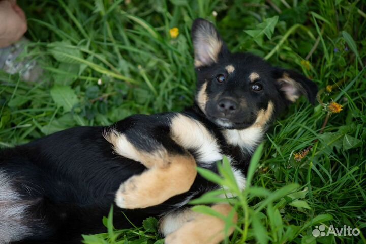Собака щенки в добрые руки