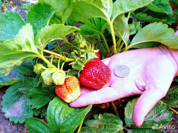 Саженцы клубники Лорд, Клери