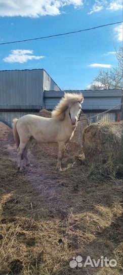 Пони,жеребец