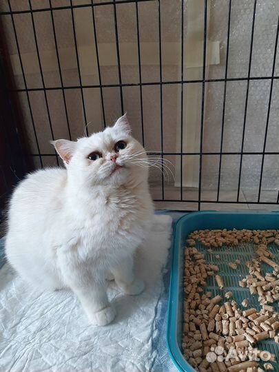 Отдам кошку в добрые руки