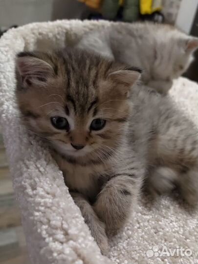 Шотландские котята