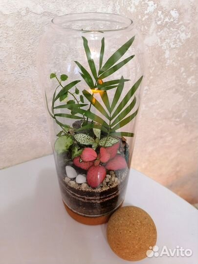Флорариум Подарок