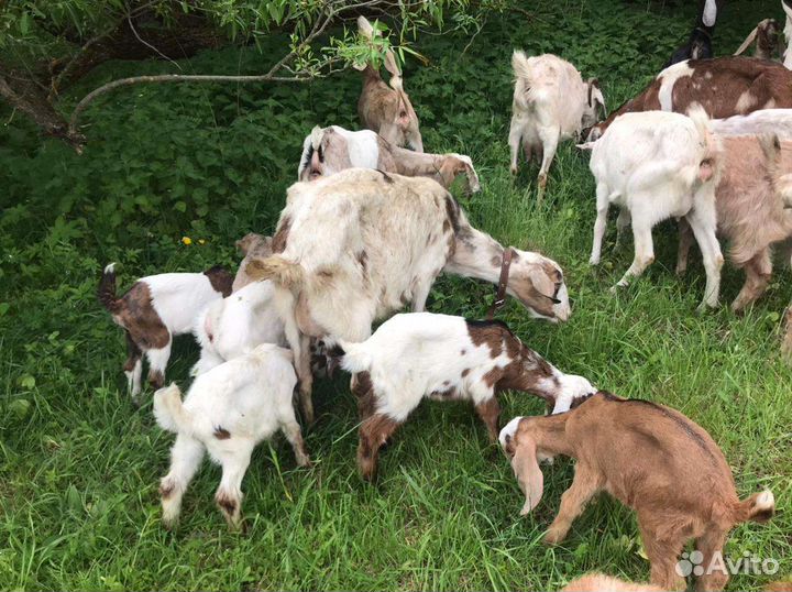 Козлики и козочки молодые