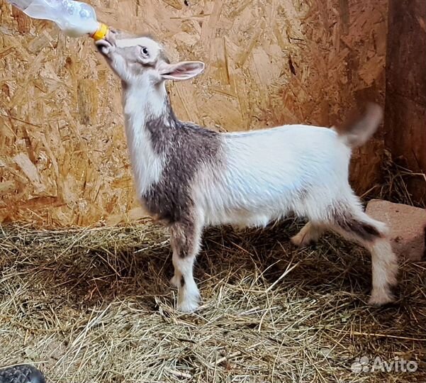 Голубоглазые камеруно нигерийские кн 75 и кн 50