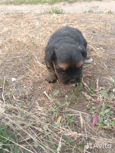 Той-терьер щенок