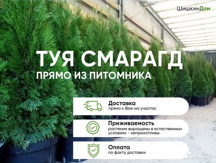 Туя Смарагд 100-120см