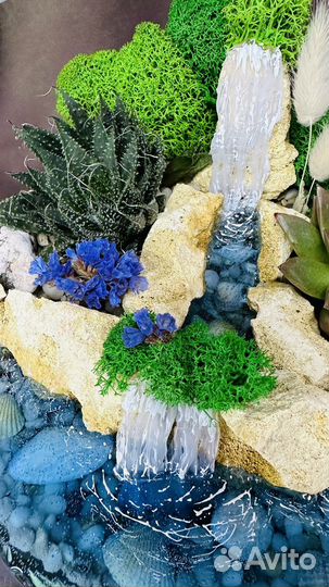 Флорариум суккуленты