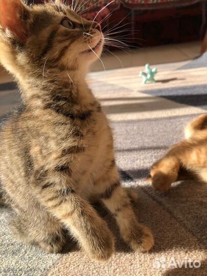 Котенок ищет дом