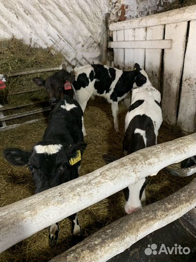 Бычки и телята