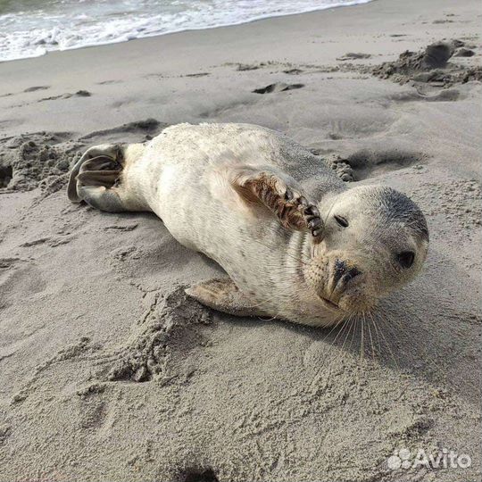 Экскурсия на Куршскую косу. Гид в Калининграде