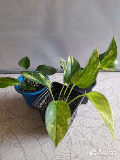 Эпипремиумы. Филоденроны. Сциндапсус