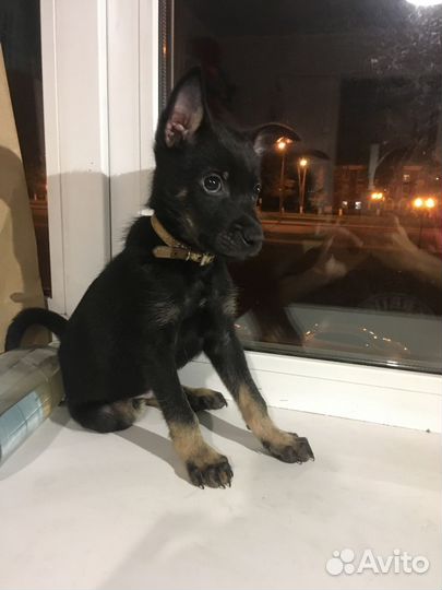 Щенки ищут дом