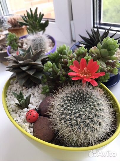 Кактусы и суккуленты