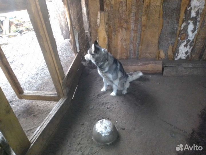 Собаки в добрые руки