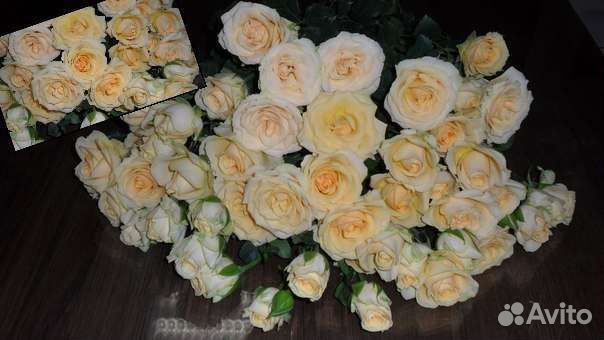 Тюльпан, 25 51 101 Тюльпан