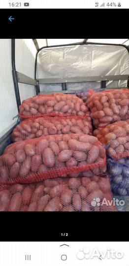 Семенной картофель