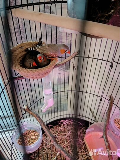Птицы Амадины с клеткой
